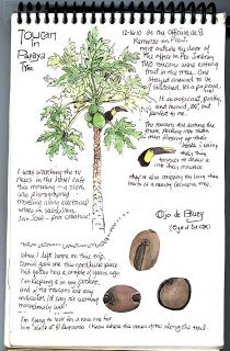 210x320 Papaya Tree Sketch Doodle Crazy Tree Sketches - Papaya Tree Sketch