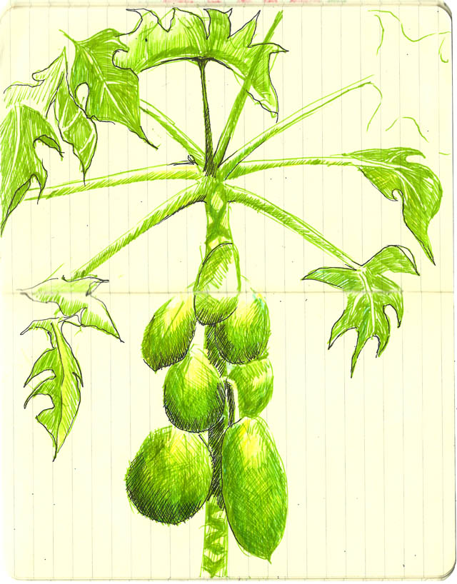 640x818 Mvp - Papaya Tree Sketch