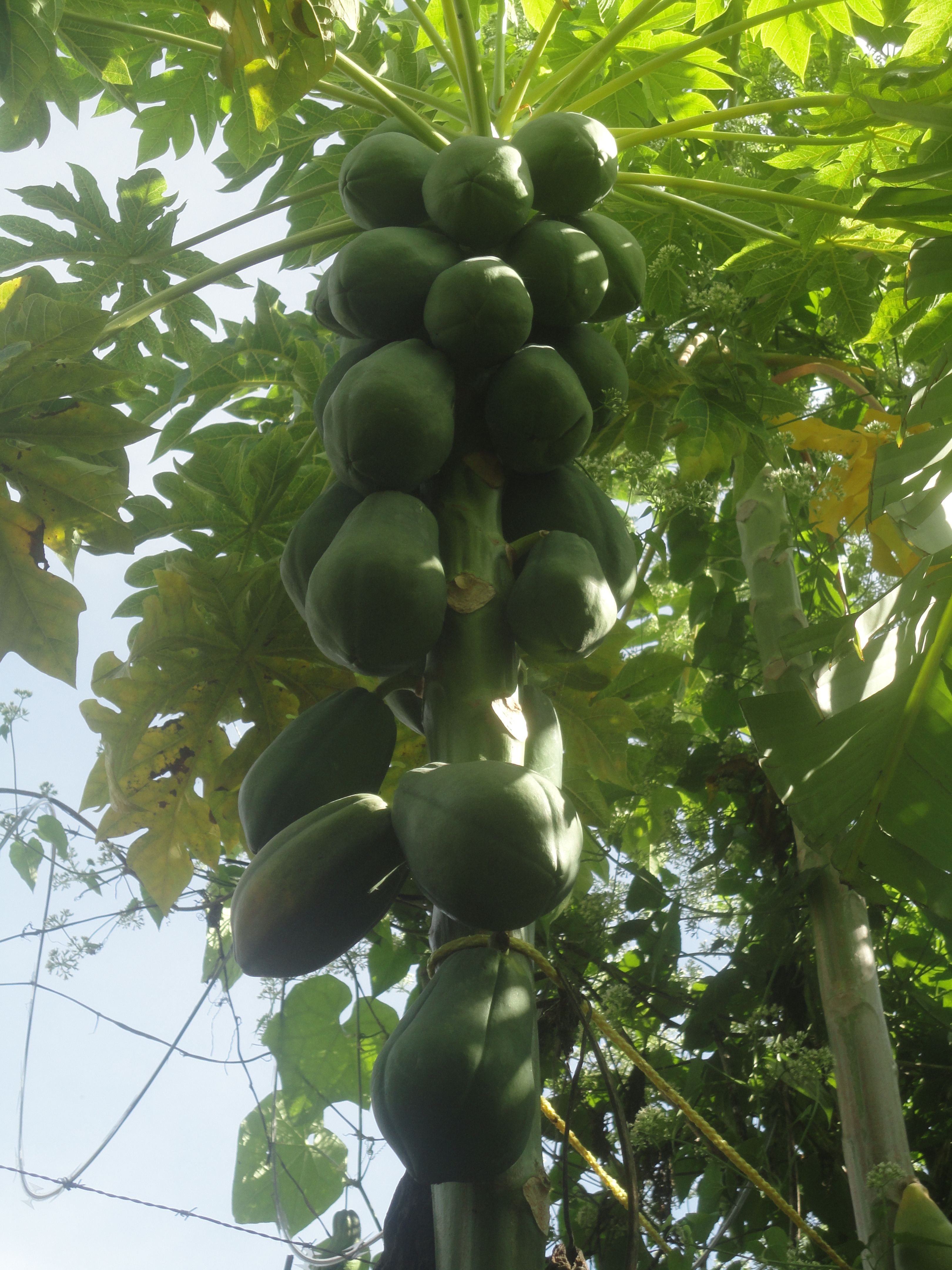 Papaya Tree Sketch At PaintingValley.com | Explore Collection Of Papaya ...