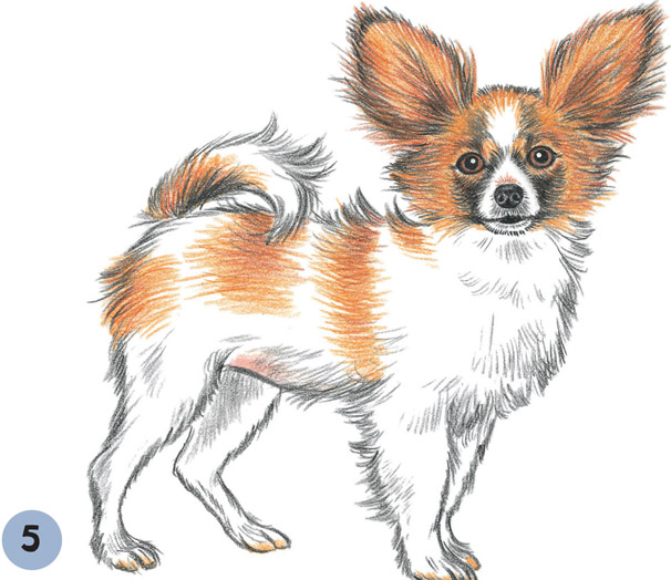606x524 Papillon - Papillon Sketch