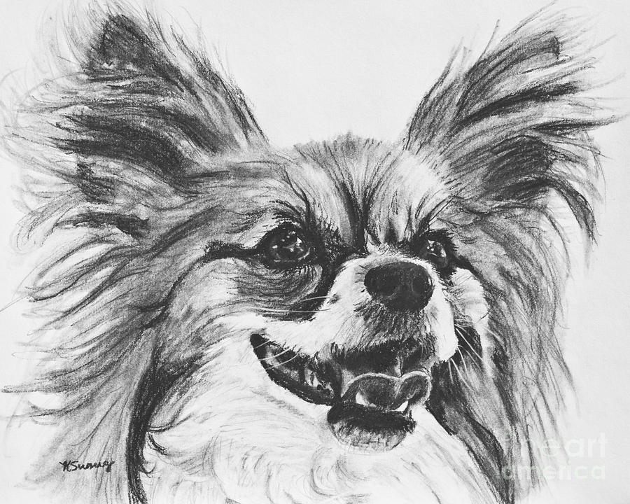 900x720 Papillon Dog Drawing Drawing By Kate Sumners - Papillon Sketch