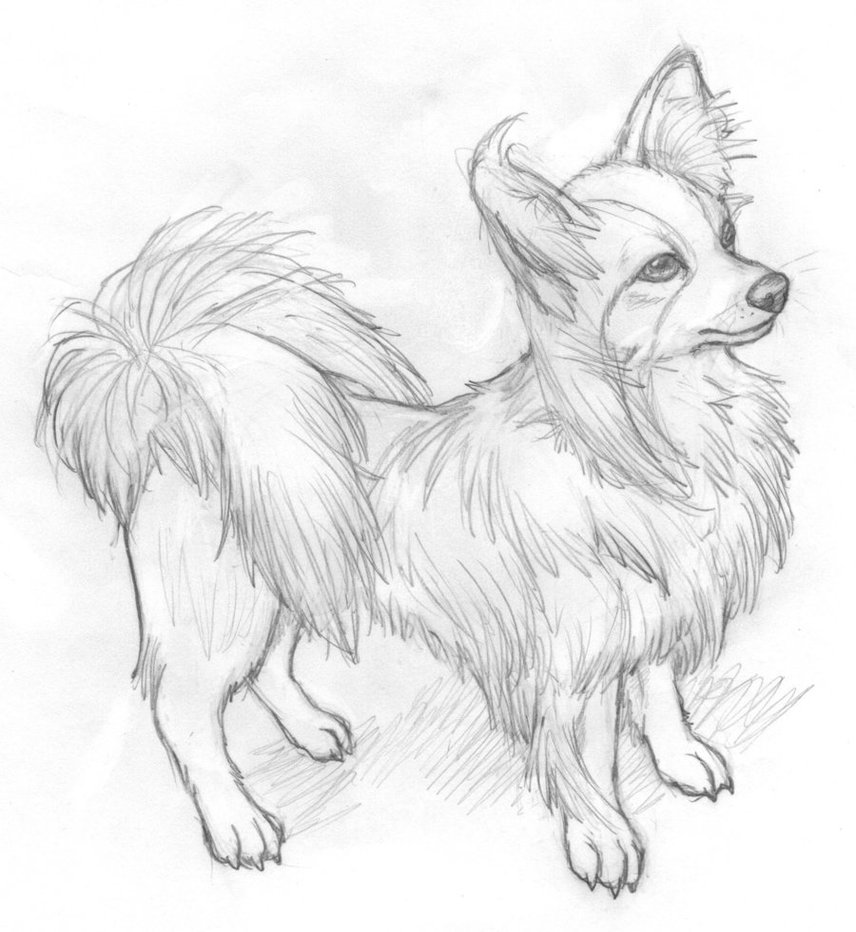 856x932 Papillon Doggy By Siameseraptor - Papillon Sketch