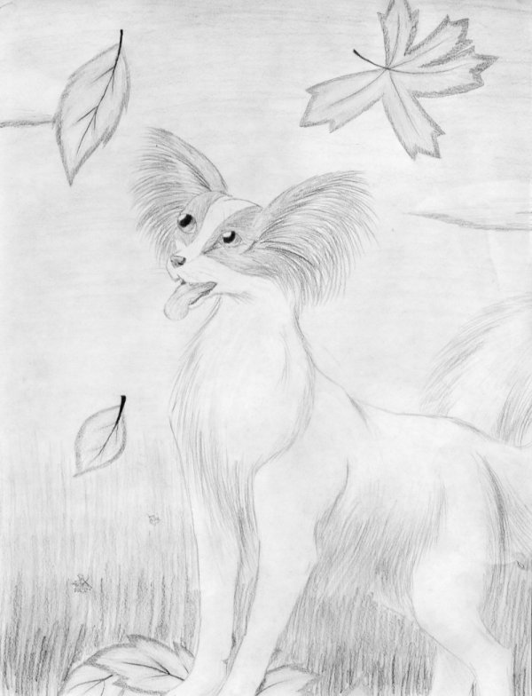 600x784 Papillon Sketch By Sandy87 - Papillon Sketch