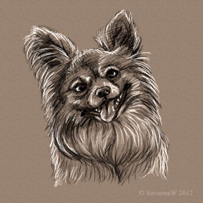 660x659 Papillon Sketch By Savannaw - Papillon Sketch