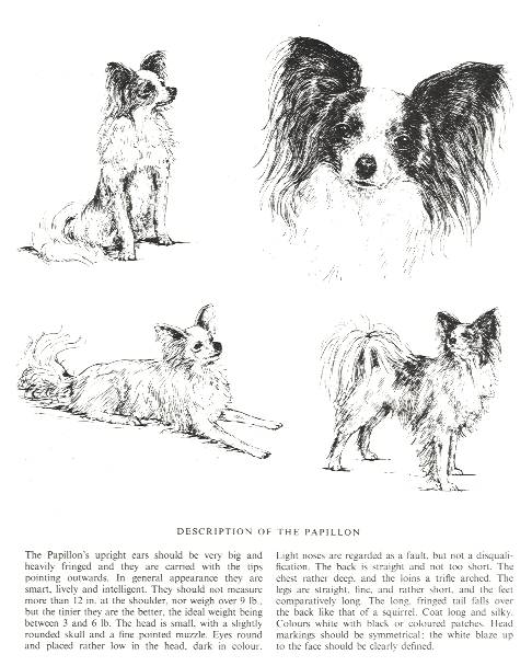 486x608 Papillon Vintage Dog Art Prints, Gifts And Artwork From - Papillon Sketch