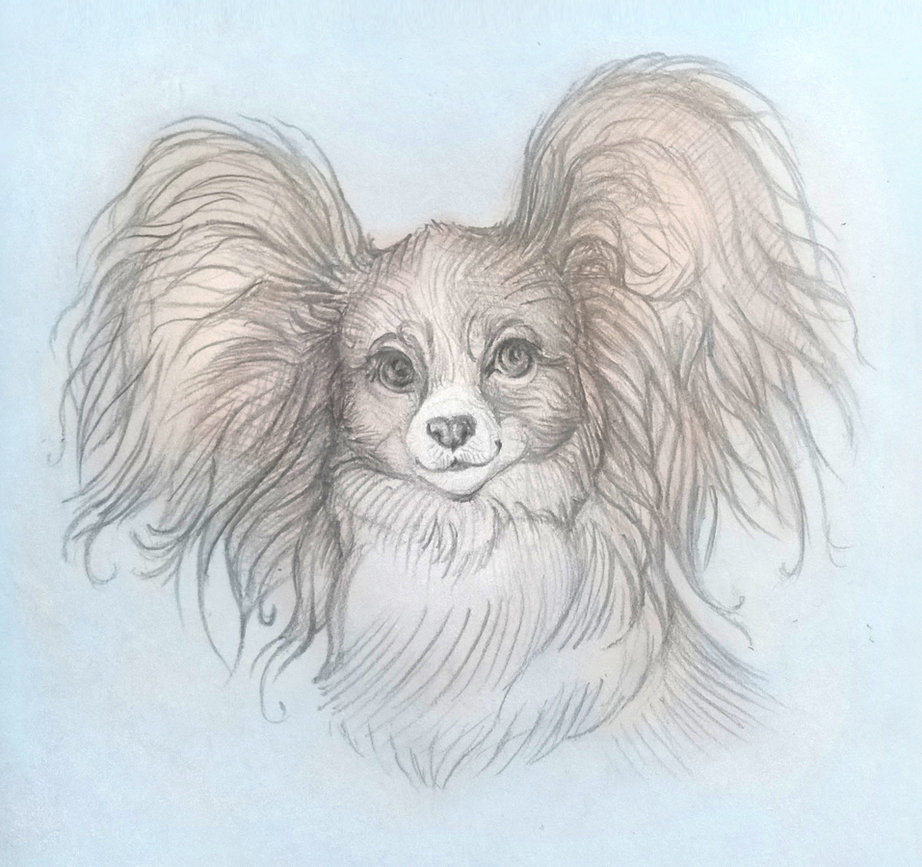 922x867 Papillon Sketch By Yullapa - Papillon Sketch