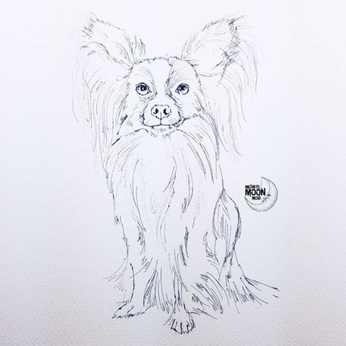 500x500 Papillon - Papillon Sketch