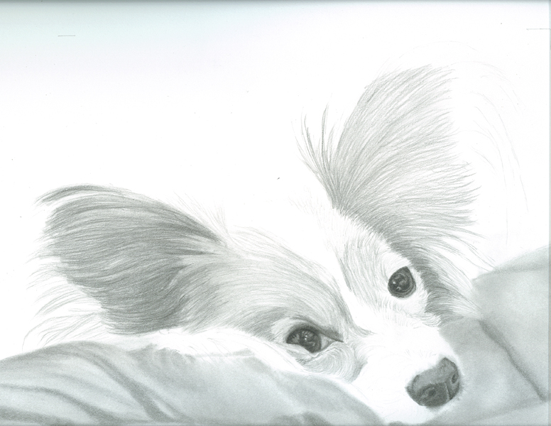 776x600 Tracey Costescu - Papillon Sketch