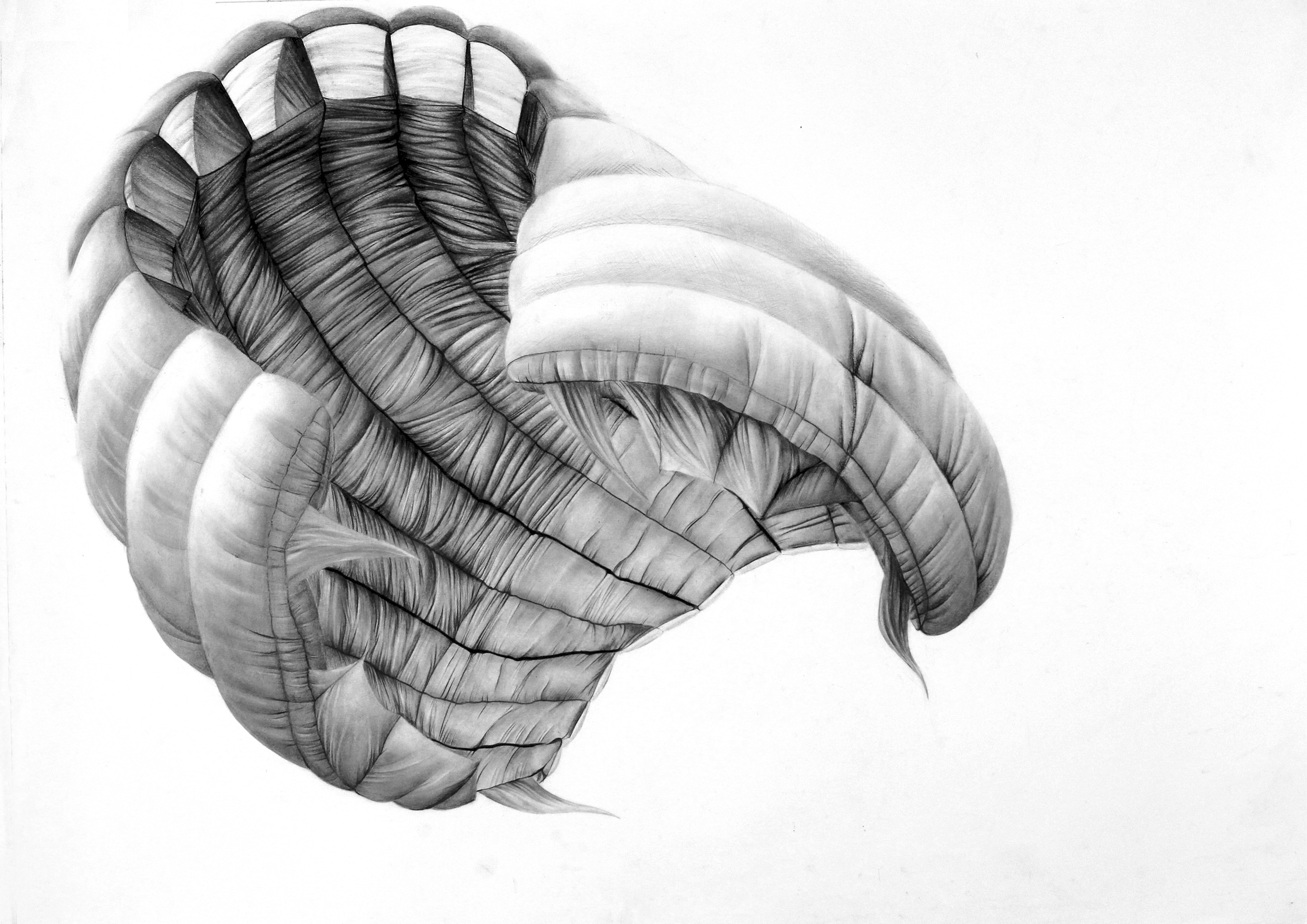 2480x1754 Cyrielle Gulacsy - Parachute Sketch