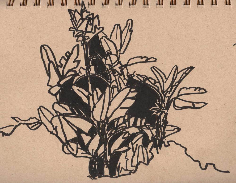 1000x777 Day 6 - Paradise Sketch