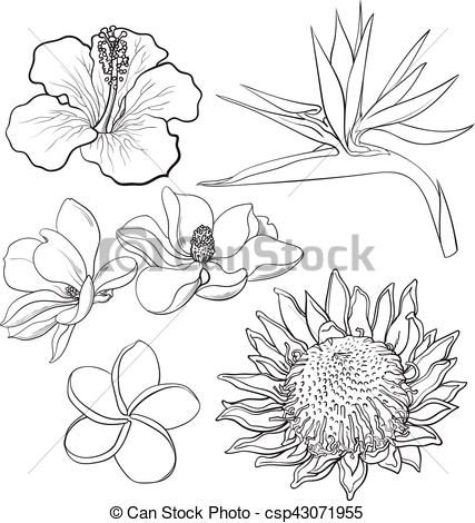 427x470 Tropical Flowers - Paradise Sketch