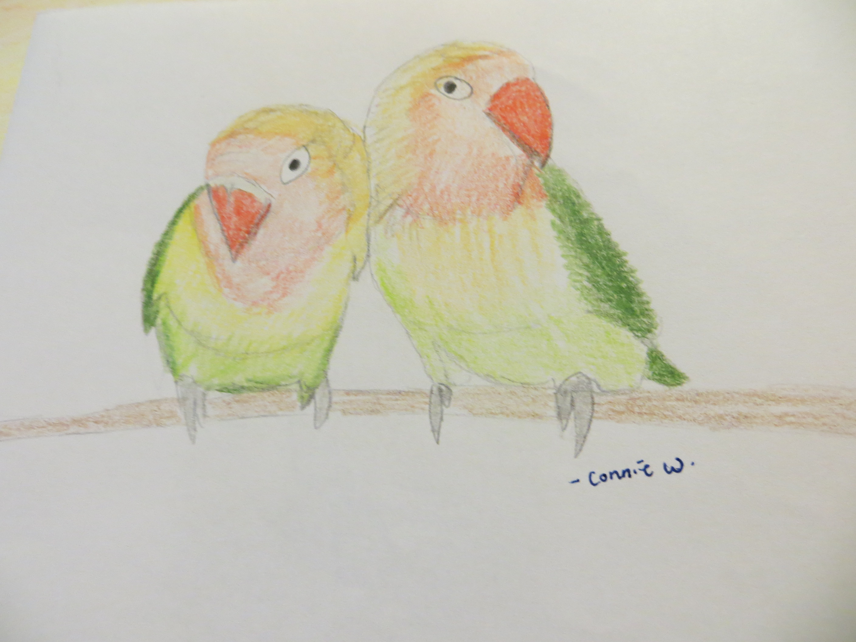 Parakeet Sketch