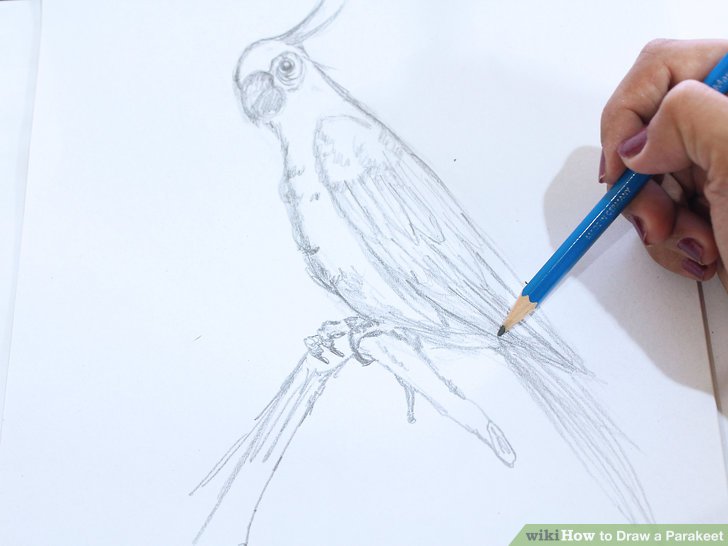 Parakeet Sketch at PaintingValley.com | Explore collection of Parakeet ...