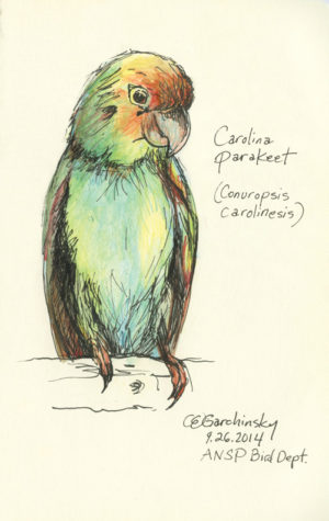 300x475 Once Upon An Endling Illustrated By Kate Garchinsky - Parakeet Sketch