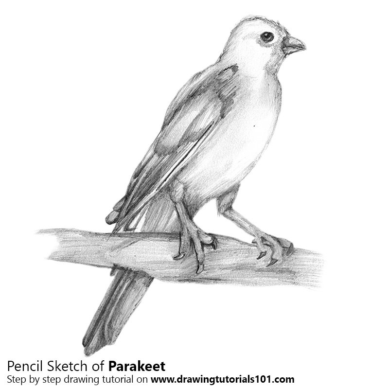 800x800 Parakeet Pencil Drawing - Parakeet Sketch