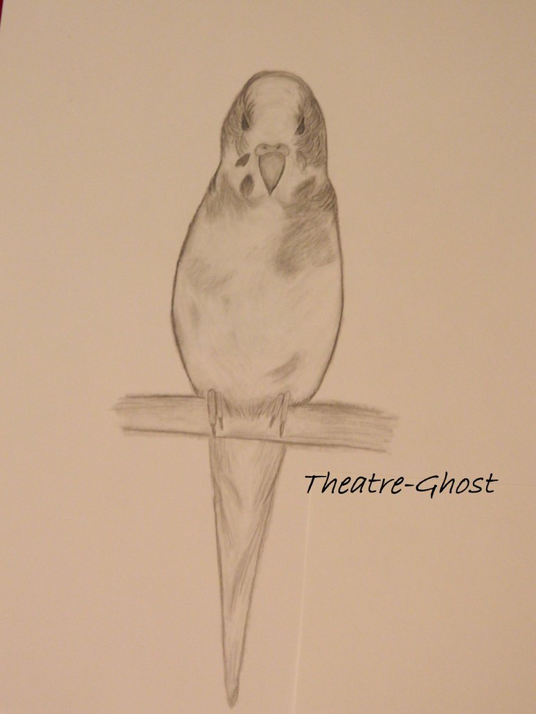 774x1032 Parakeet Sketch By Theatre Ghost - Parakeet Sketch