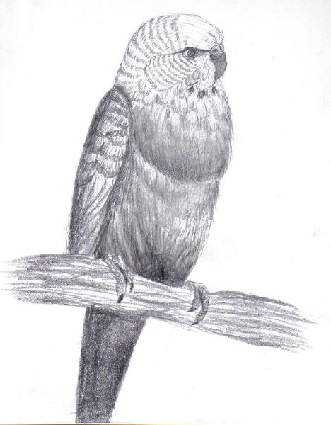 Parakeet Sketch at PaintingValley.com | Explore collection of Parakeet ...