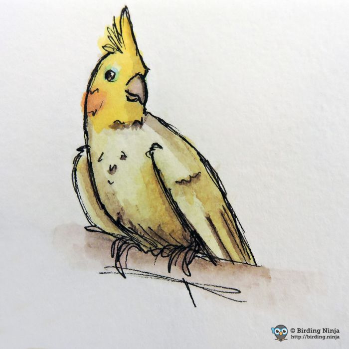 700x700 Parakeet Sketch Art Birds Sketches, Bird And - Parakeet Sketch