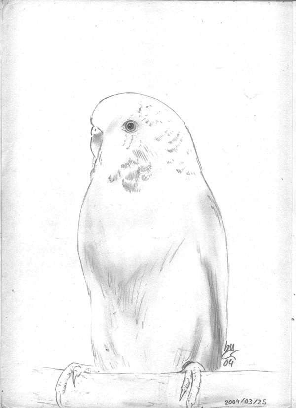 600x826 Parakeet Sketch By Dastenna - Parakeet Sketch