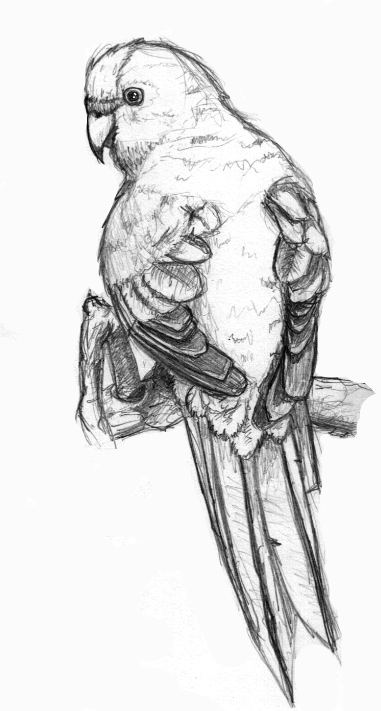 762x1421 Parakeet Sketch By Gogglesofescape - Parakeet Sketch