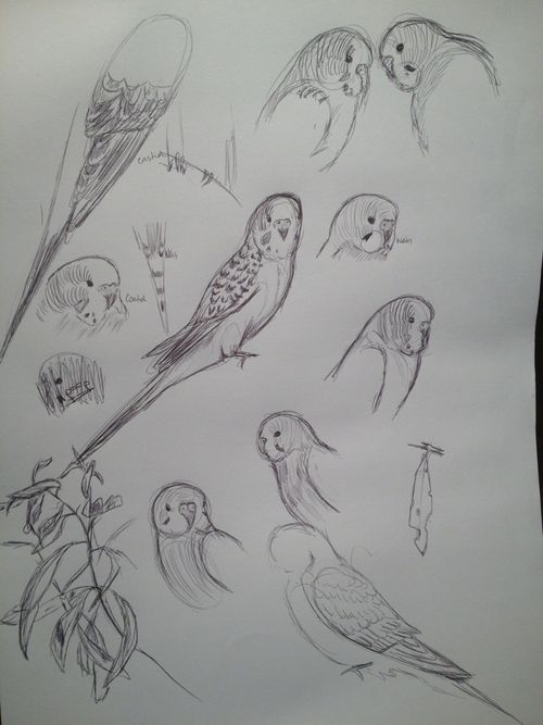 500x667 Parakeet Sketches! So Cute! Arts Drawings, Budgies - Parakeet Sketch