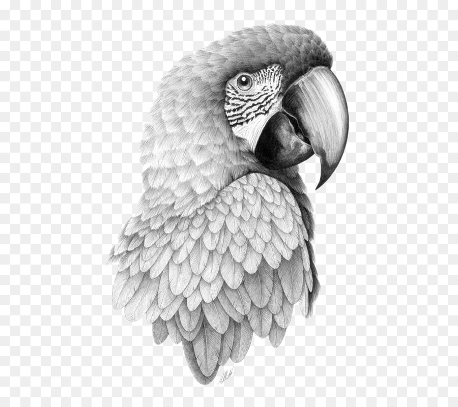 900x800 Parrot Bird Drawing Pencil Sketch - Parakeet Sketch