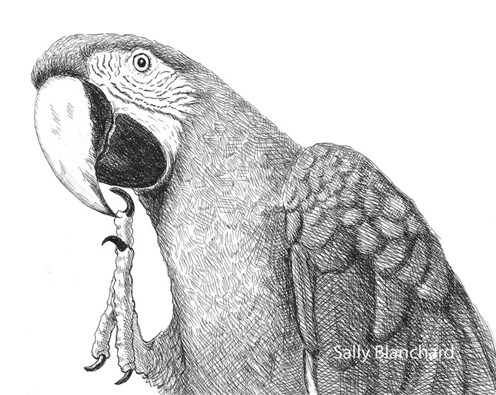 716x571 Parrot Drawing, Pencil, Sketch, Colorful, Realistic Art Images - Parakeet Sketch