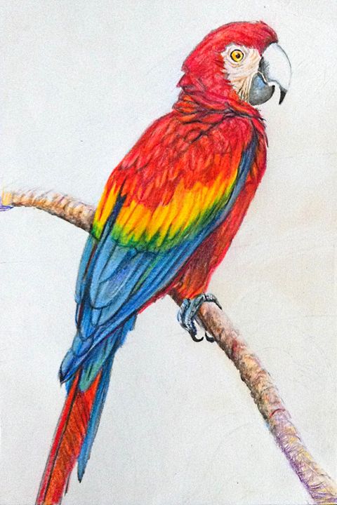 480x720 Parrot Sketch - Parakeet Sketch