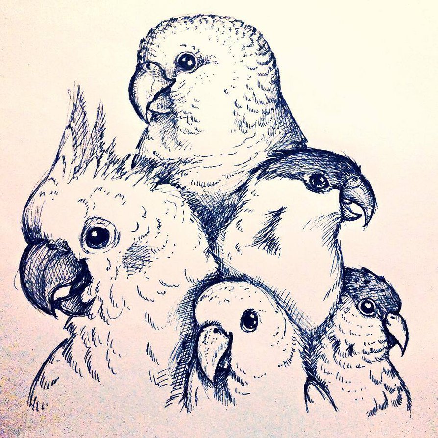 894x893 Parrot Sketch By Kiriokami - Parakeet Sketch