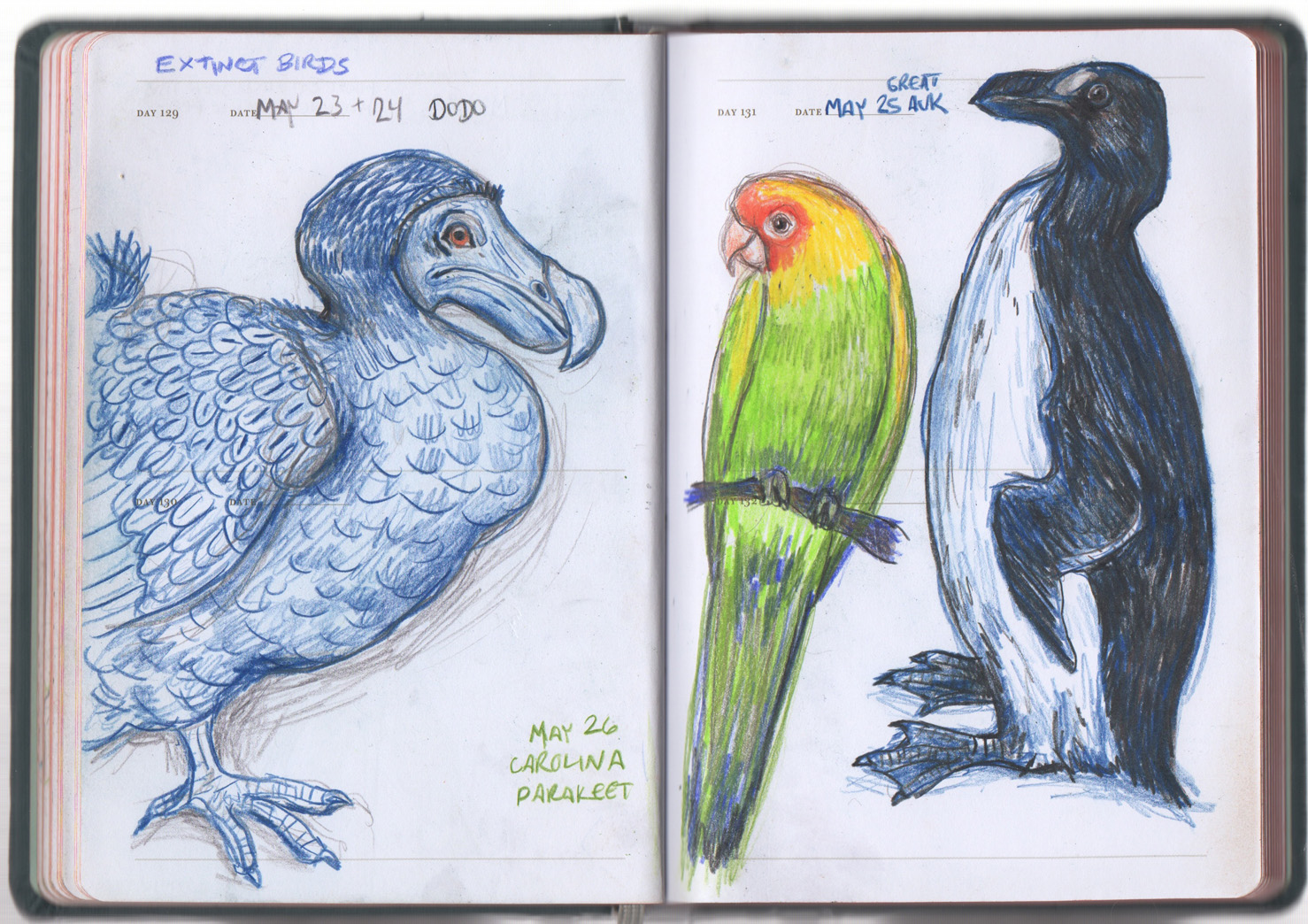 1478x1044 Drawing Of Carolina Parakeet Kristingjerdset - Parakeet Sketch