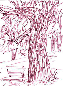 219x300 Tree And Park Bench By Ruth Freeman Ink Sketch 8 12 X 11 12 - Park Bench Sketch