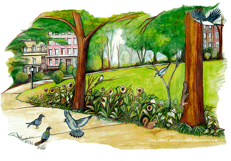 800x556 Sketch Of A Park In Brooklyn - Park Sketch