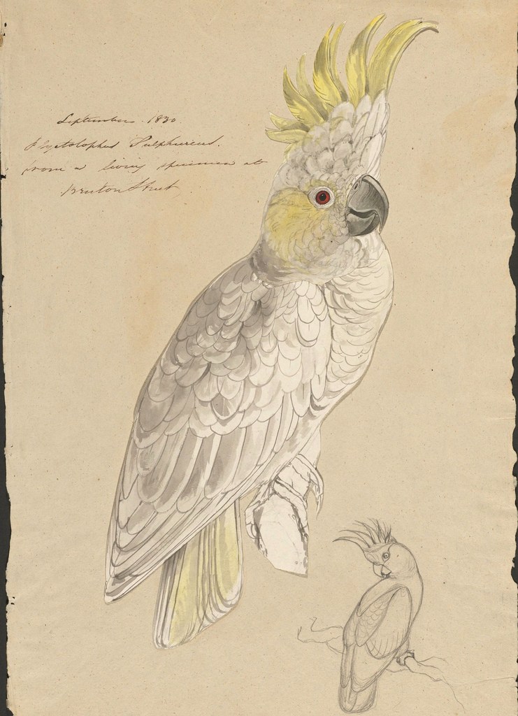 741x1024 Edward Lear And His Birds Strange Behaviors - Parrot Bird Sketch