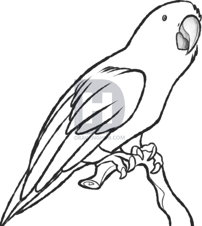 644x720 How To Sketch A Parrot, Step By Step, Drawing Guide, By Darkonator - Parrot Bird Sketch