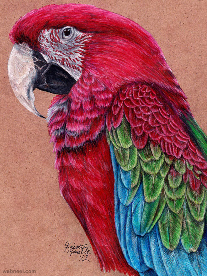 660x881 40 Beautiful Bird Drawings And Art Works For Your Inspiration - Parrot Bird Sketch