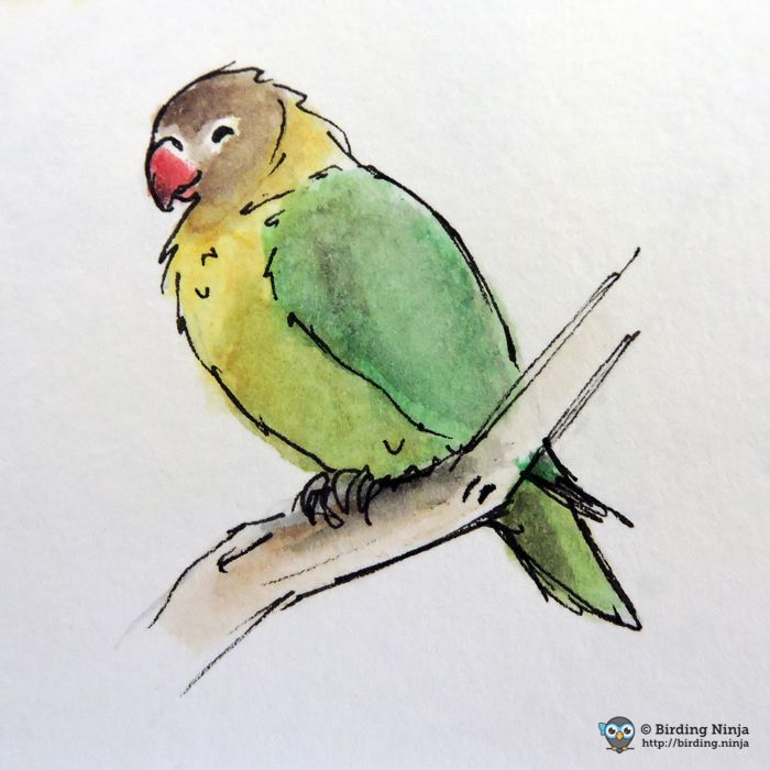 700x700 Parrot Watercolor Sketch Birds Again Watercolor - Parrot Bird Sketch