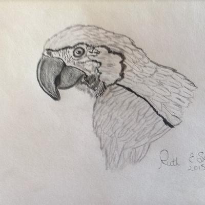 400x400 Animal And Bird Drawings - Parrot Bird Sketch