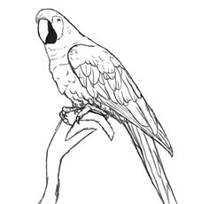 236x230 Steps To Draw A Parrot How To Draw A Parrot (3) Parrots In - Parrot Bird Sketch