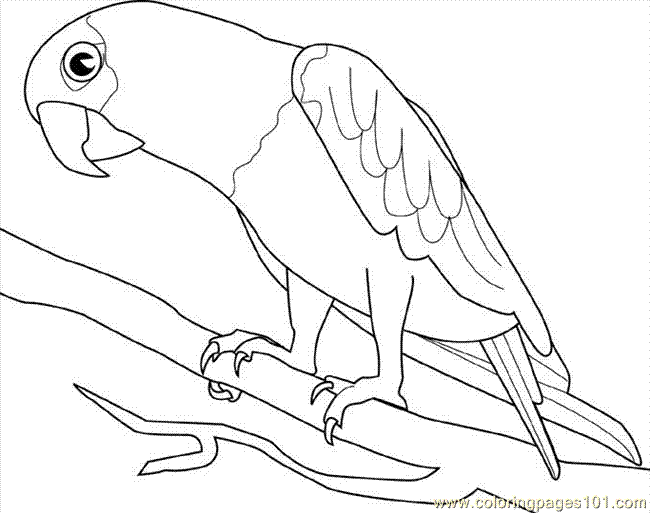 650x513 Parrot Coloring Pages Printable Free Printable Coloring - Parrot Bird Sketch