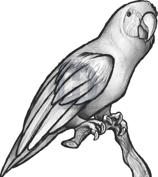 644x720 How To Sketch A Parrot, Step By Step, Drawing Guide, By Darkonator - Parrot Pencil Sketch