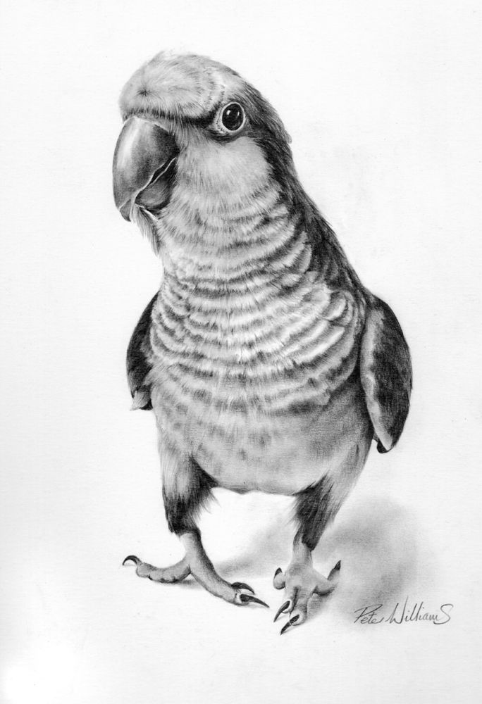 684x1000 Hyper Realistic Wildlife In 2018 Art Draw, Bird - Parrot Pencil Sketch