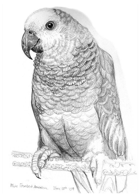 570x795 Parrot - Parrot Pencil Sketch