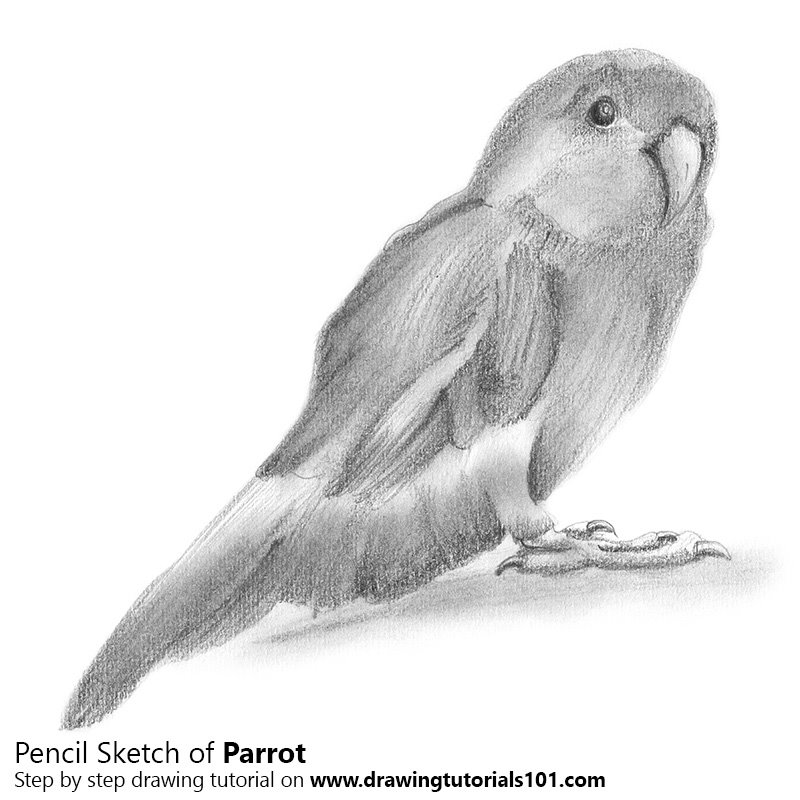 800x800 Parrot Pencil Drawing - Parrot Pencil Sketch