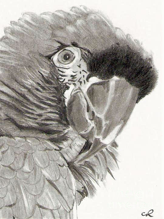 540x720 Parrot Pencil Drawing Art Print By Claudiu Radulescu - Parrot Pencil Sketch