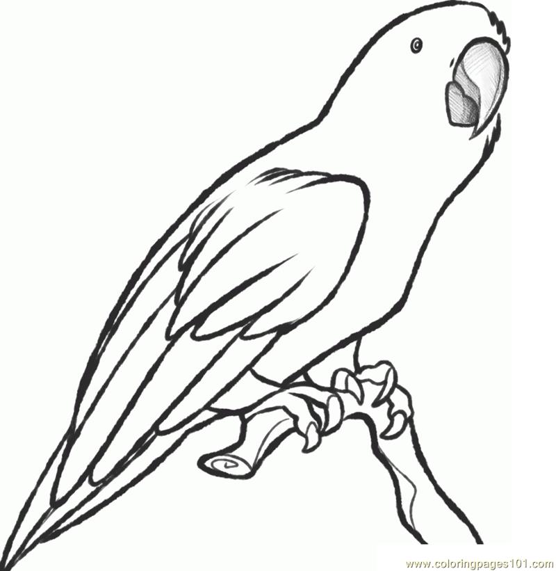 800x821 Parrot Pencil Drawing Outline - Parrot Pencil Sketch