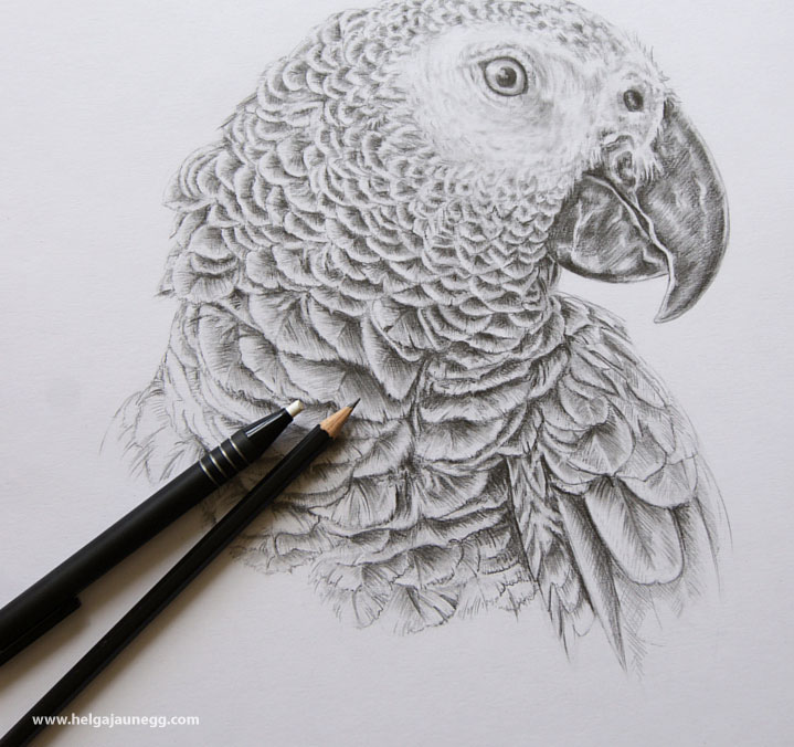 719x676 Pencil Drawings On Behance - Parrot Pencil Sketch