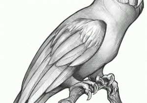 300x210 Pencil Sketch Of Parrot Parrot Animals Pencil To Draw Stepstep - Parrot Pencil Sketch