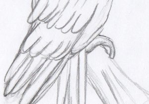 300x210 Pencil Sketch Of Parrot Parrot Animals Pencil To Draw Stepstep - Parrot Pencil Sketch