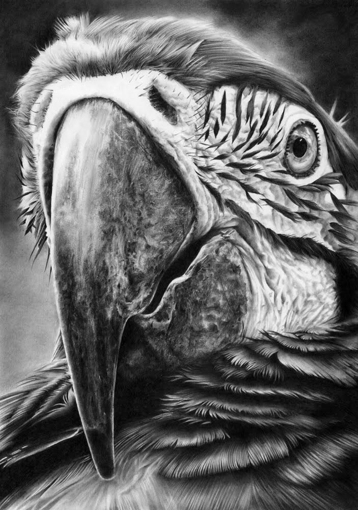 703x1000 Peter Williams Inspirational Art Draw, Art And - Parrot Pencil Sketch