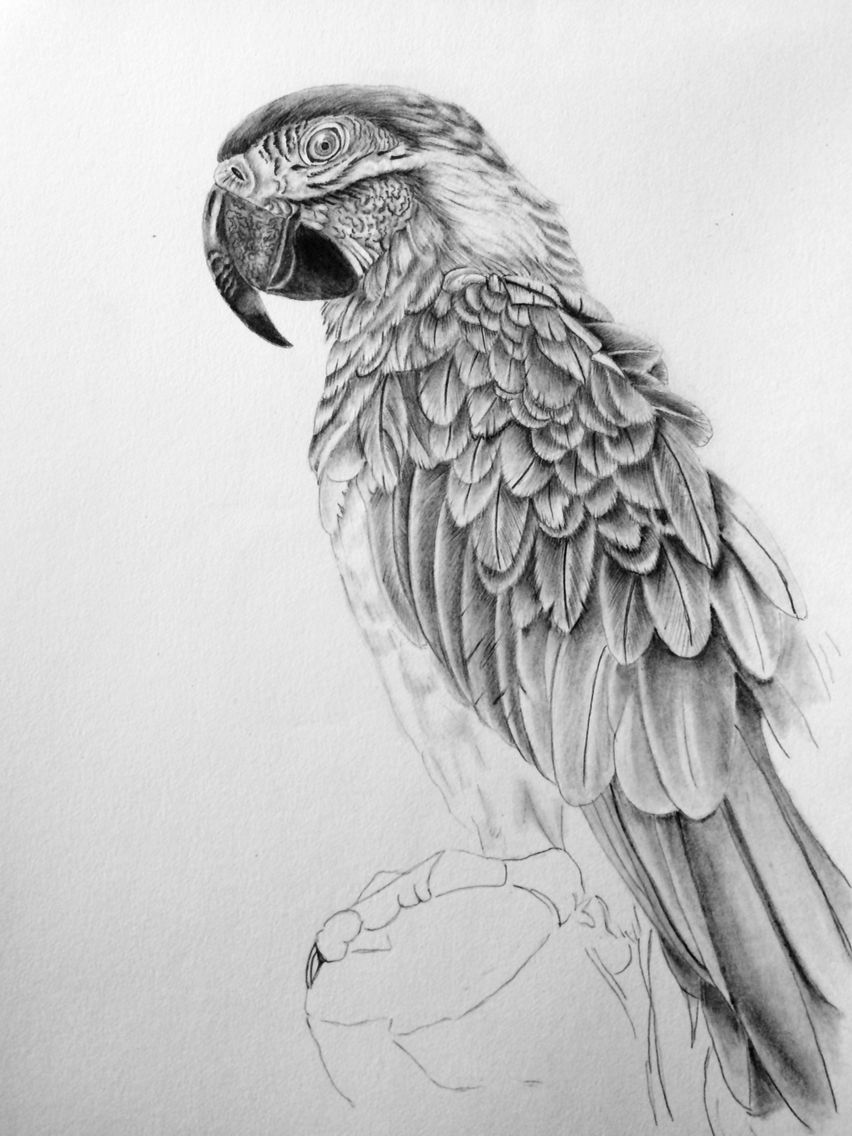 Parrot Pencil Sketch